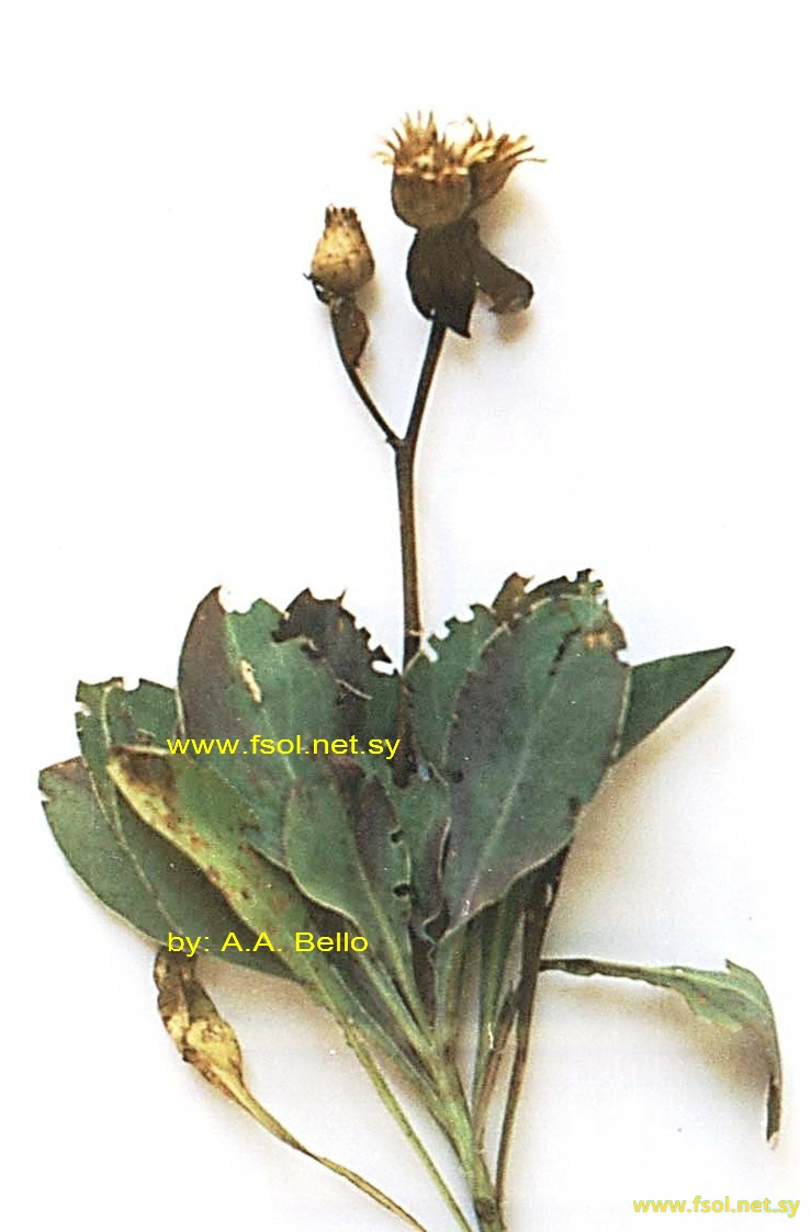 Centaurea ptosimopappa Hayek.